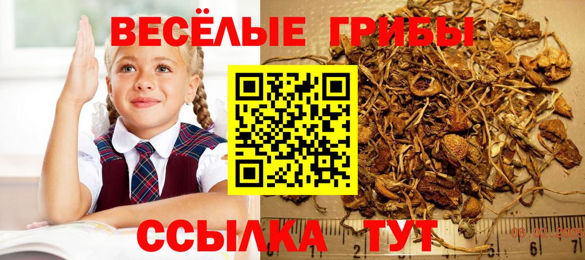 Галлюциногенные грибы прущие грибы Белгород